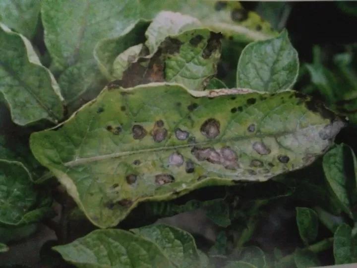 马铃薯的地下害虫有哪些,马铃薯种植技术及病虫害防治