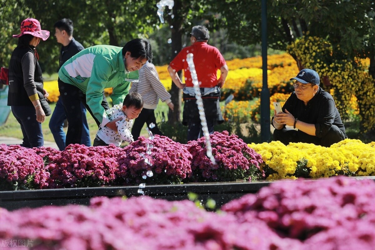 重阳节赏菊正当时，推荐国内这9个地方的赏菊好去处，沉浸式赏花