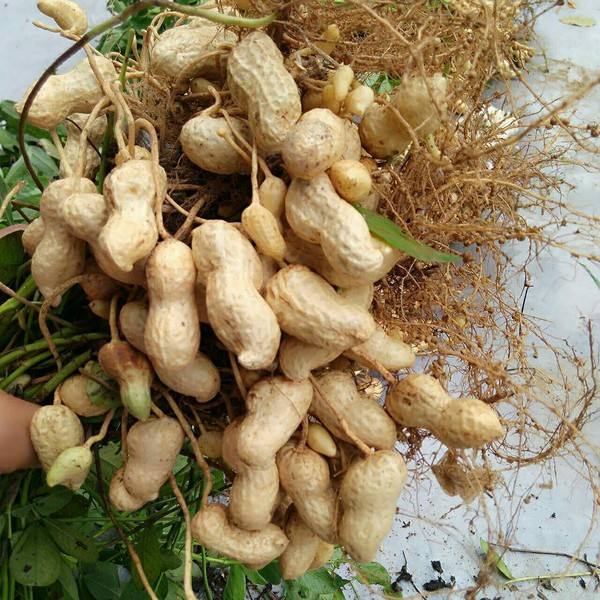 乡村老油坊,记忆中的农村老房子