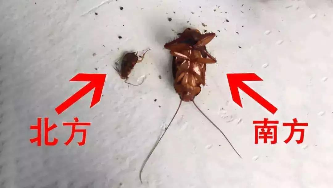 蟑螂全身携带致病菌，它爬过的食物还敢吃吗？这些灭蟑方法请记牢