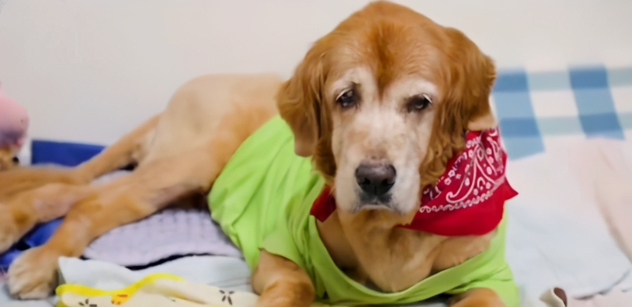 金毛的自愈能力有多强大,金毛的自愈能力有多强