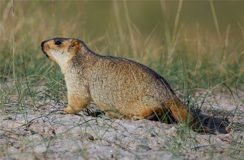 澶╁北鍑虹幇闆惫,閲戦洉鏃辩嵀娓搁毤