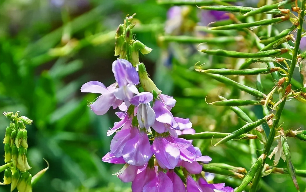 糖尿病吃二甲双胍会影响怀孕吗,糖尿病人吃二甲双胍要搭配叶酸吗