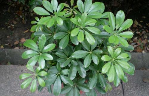 鹅掌柴适合什么时候修剪,鹅掌柴枯枝怎么办