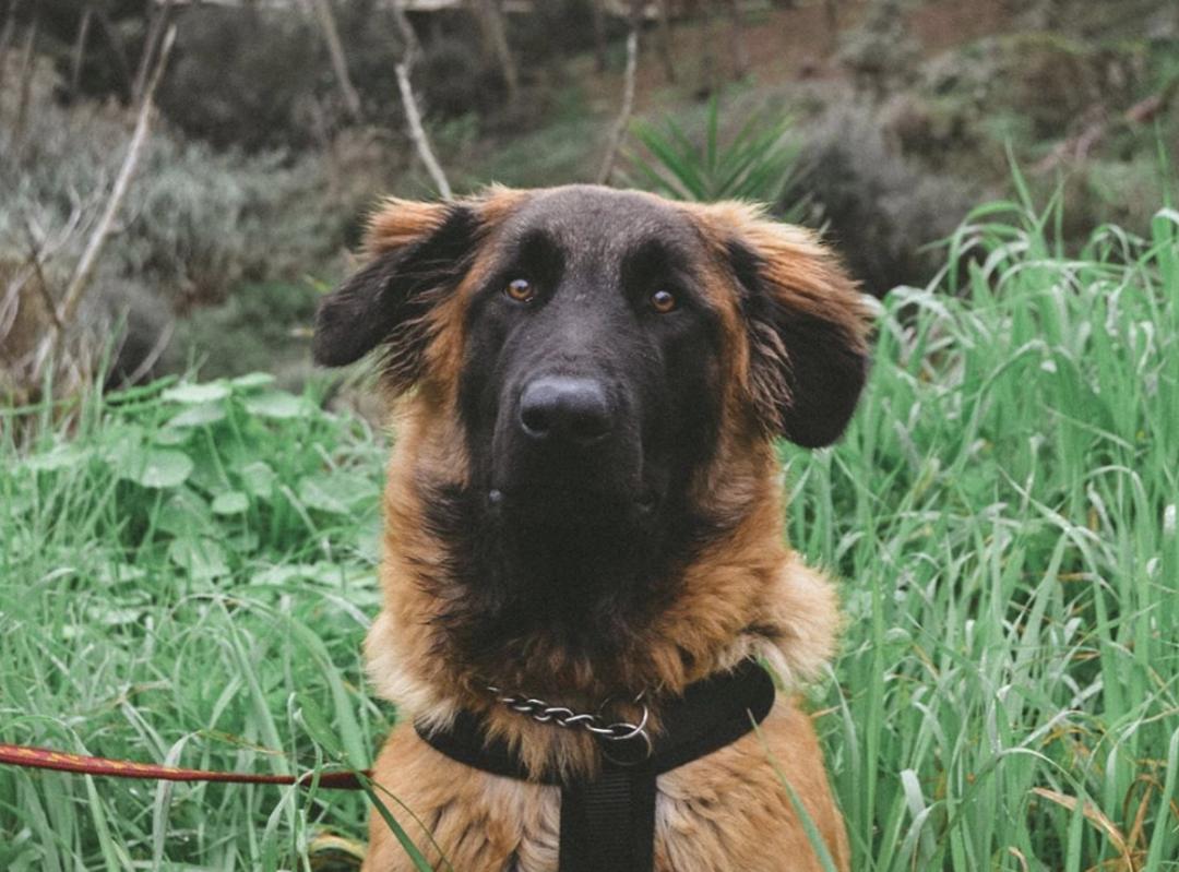 萌犬犬种,萌犬二十种名称