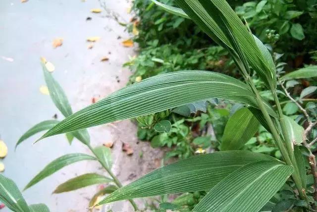 什么草预示天气不好呢,有什么草可以预测天气