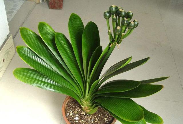 君子兰种子播种怎么播,君子兰播种后几天可以出苗