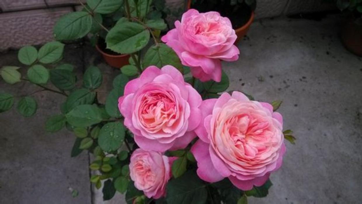 买到激素花苗怎么养,月季花买到激素苗了怎么整