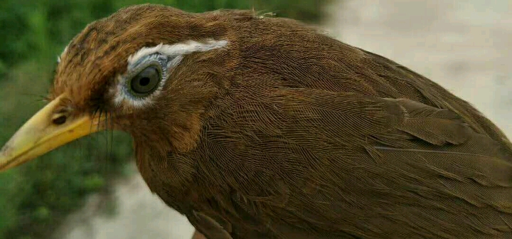 挑选生头画眉鸟,如何挑选画眉鸟饲料
