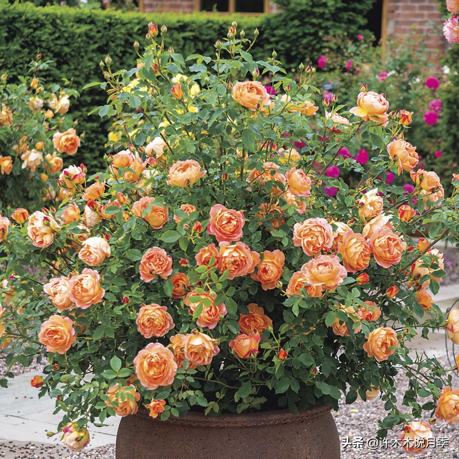 四季开花勤花月季,最好养最勤花的月季