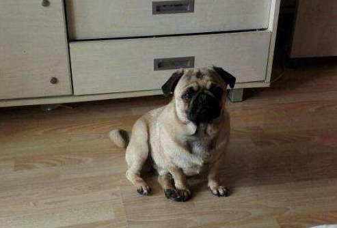 巴哥犬上厕所训练方法,巴哥犬专用厕所