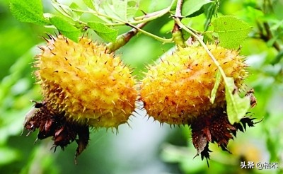 种植什么水果前景最好,最有发展前景的第三代水果