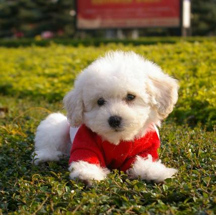 比熊以前没泪痕现在有怎么回事,比熊泪痕严重怎么解决