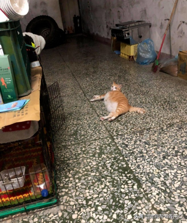 流浪猫是如何找到投喂的猫粮,流浪猫喂过一次找不到了怎么办