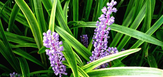 灯心草麦冬煮水喝可以治舌头痒吗,灯心草麦冬可治喉咙红吗