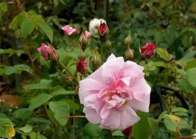 100种玫瑰图片大全,介绍100种不同品种的玫瑰视频