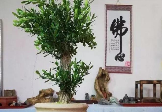 黄杨树黄叶如何处理视频教程,黄杨黄叶怎么补救