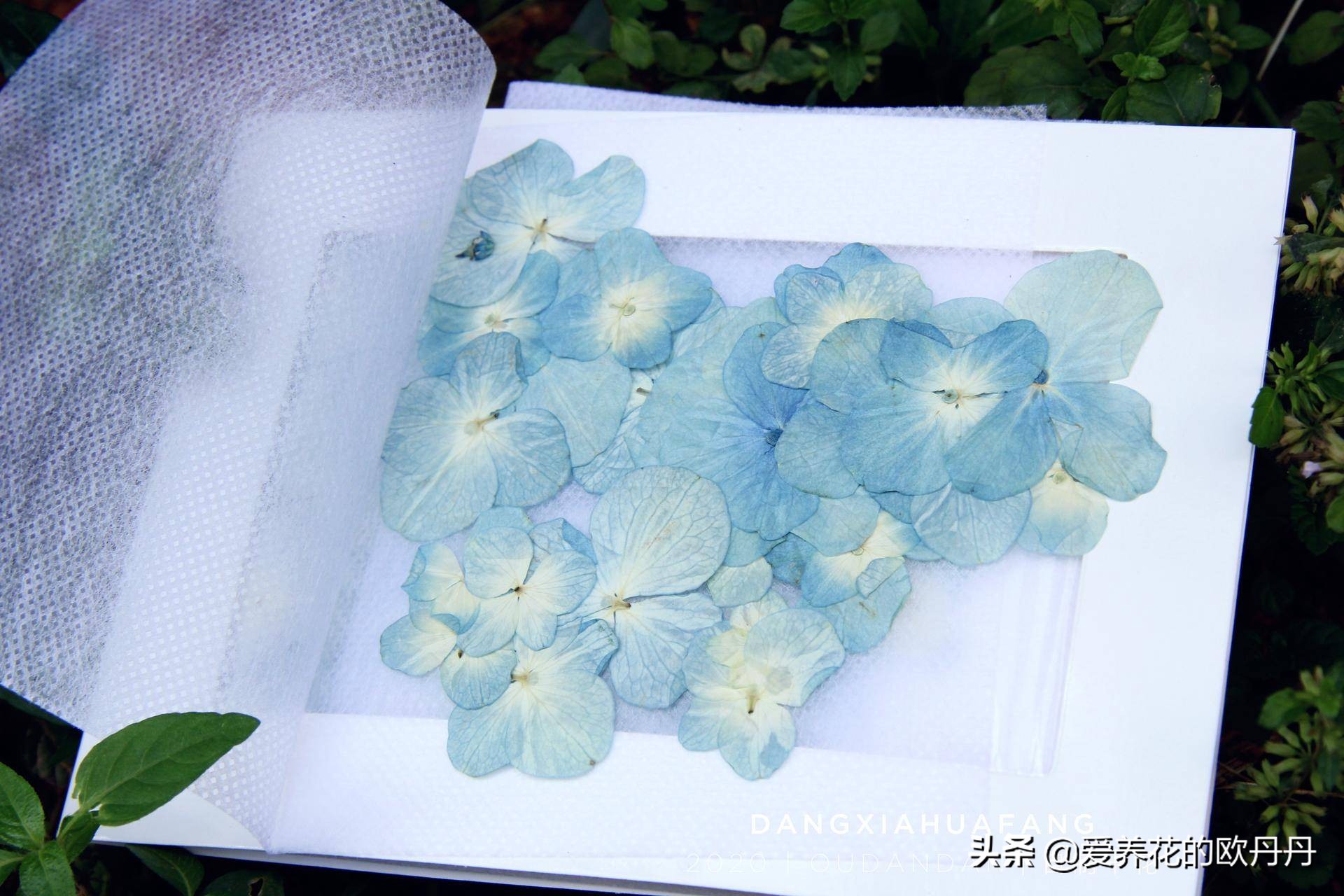 干花diy相框儿童,干花diy相框自制