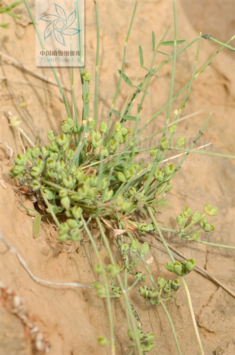 藁本神农本草经,神农本草经葛根原文