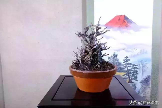 日本海棠的养殖方法,日本海棠花卉习性