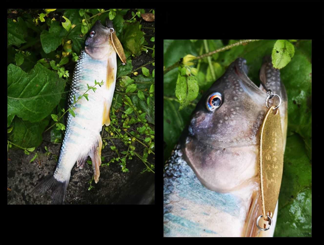 黑坑路亚虹鳟鱼路亚饵选择,路亚新手入坑买什么装备