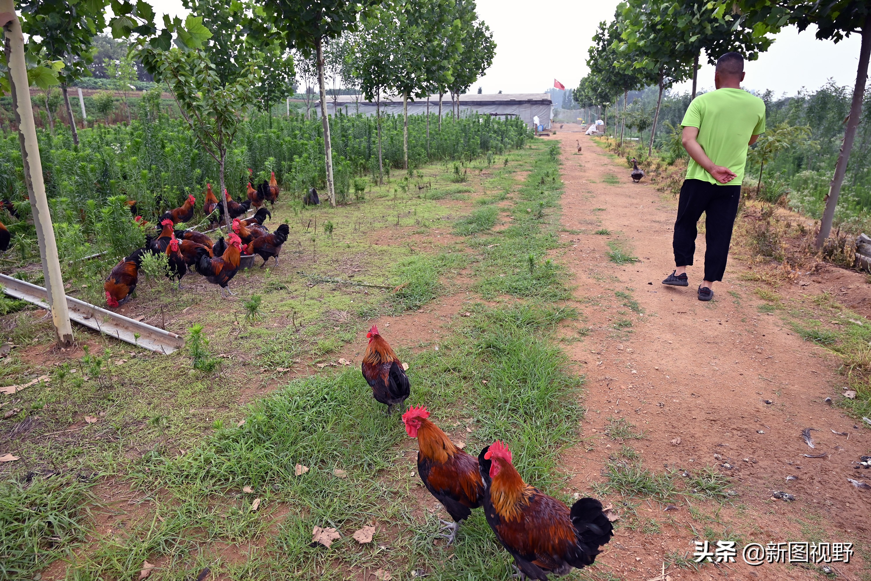 猪价下跌，夫妻“烤全猪”停烤2年后开烤，200斤烤肉出炉就卖光
