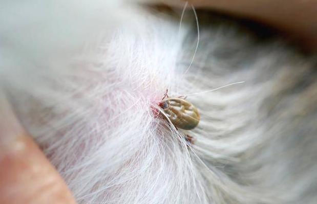 狗狗呕吐怎么办别慌教你轻松解决,狗狗拉血呕吐没精神是什么原因