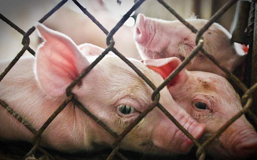 自己家的生猪怎么处理,养猪场的猪是如何处理的
