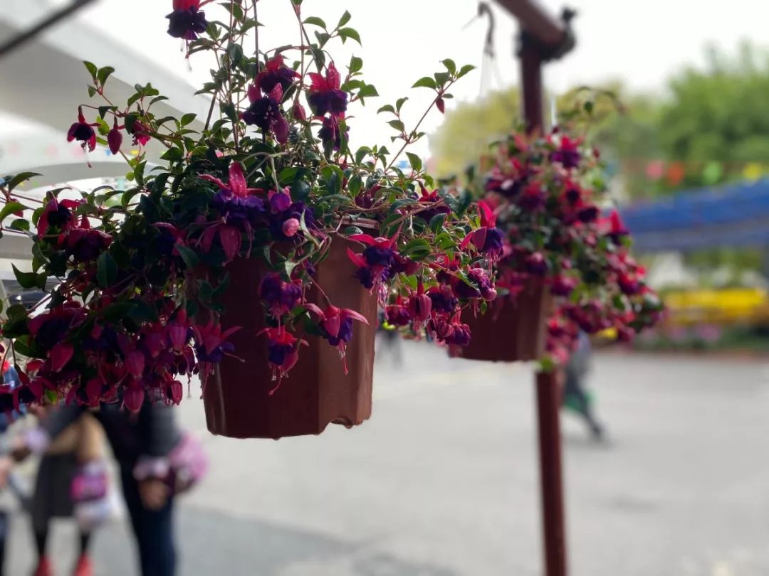 肇庆各区花市,2020肇庆市花市图片
