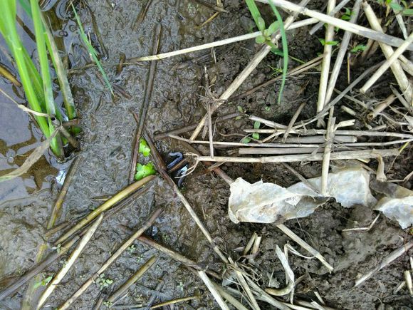 抓黄鳝小知识,农村娃抓黄鳝视频