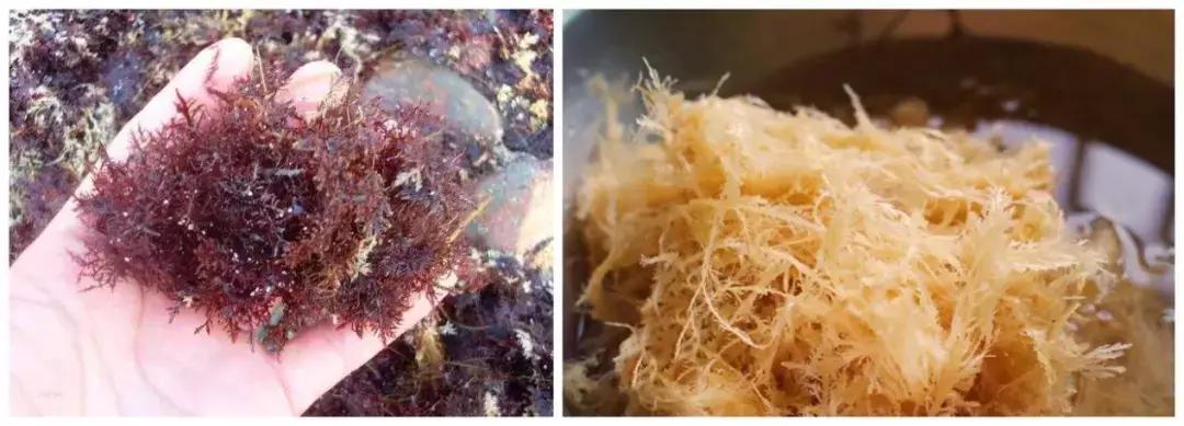 白色凉粉和黄色凉粉的区别,跟凉粉一样的东西是什么