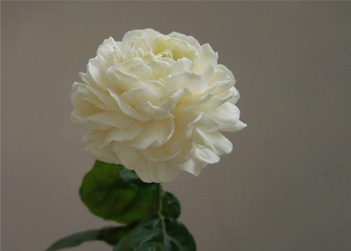 买虎头茉莉花茶,买虎头茉莉花盆栽