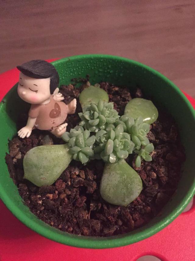 徒长的多肉怎样变悬崖桩,徒长了的多肉怎么处理