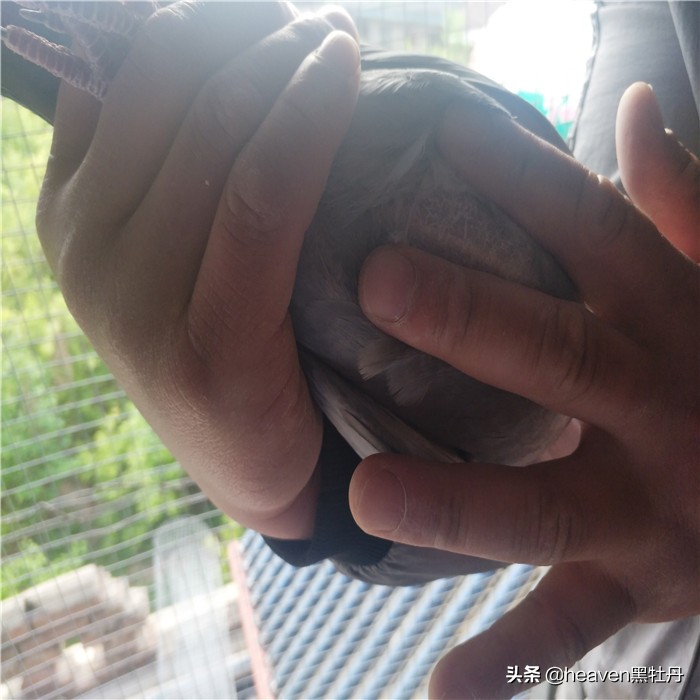 赛鸽公棚养多久鸽子才能比赛,赛鸽关键期1-3月龄幼鸽的管理要点