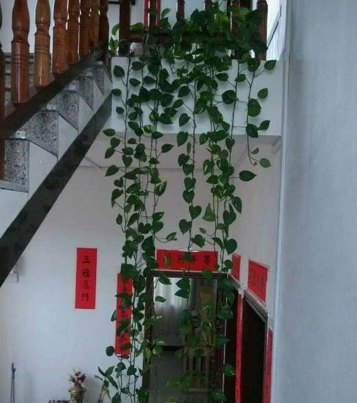 绿萝怎么造型更好看,大绿萝怎么做造型好看