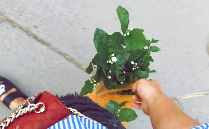 盆栽花发蔫什么原因,买回来的花很快就蔫的原因