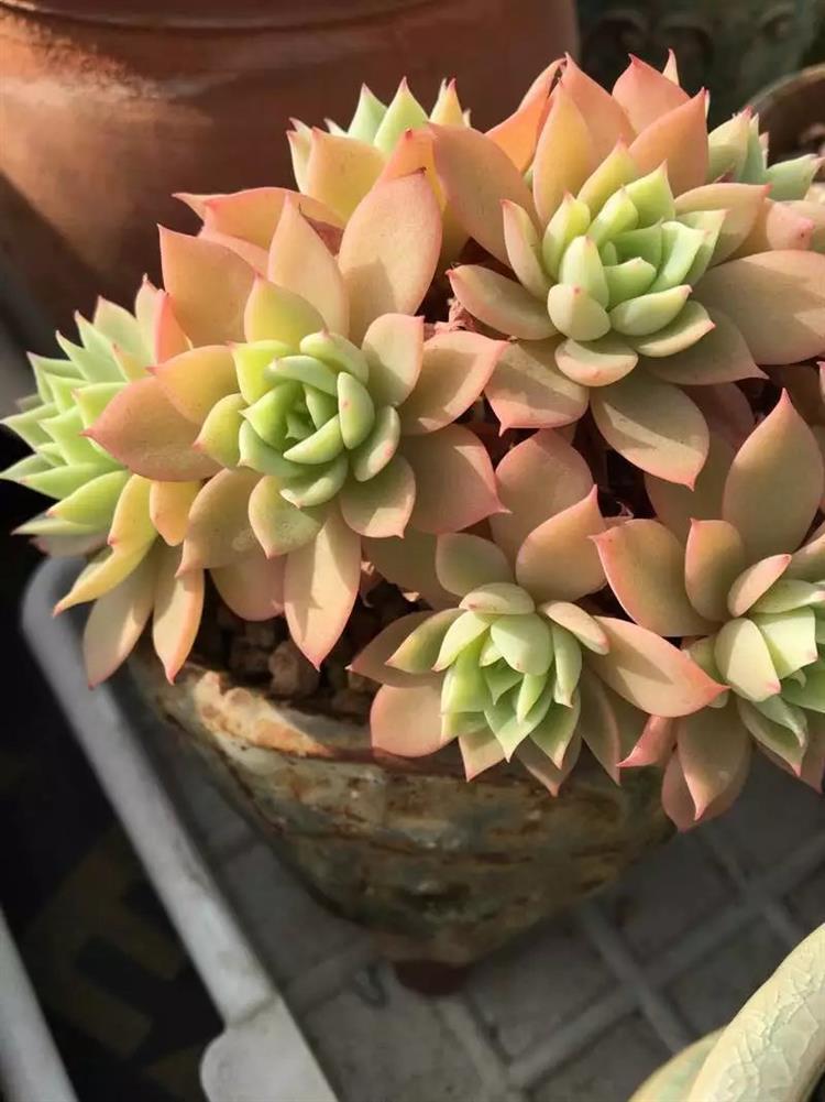 多肉长出侧芽怎么处理图解,多肉长侧芽怎么处理