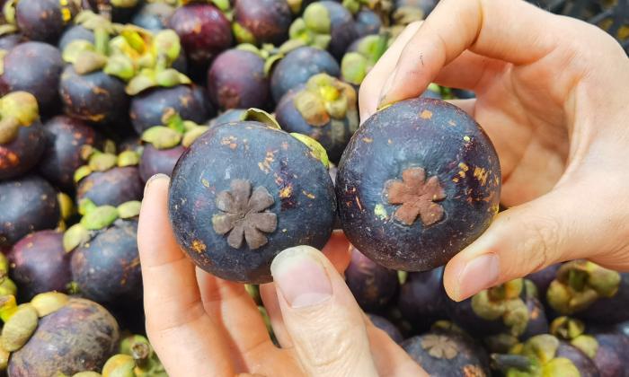 山竹挑选小技巧,山竹的挑母方法