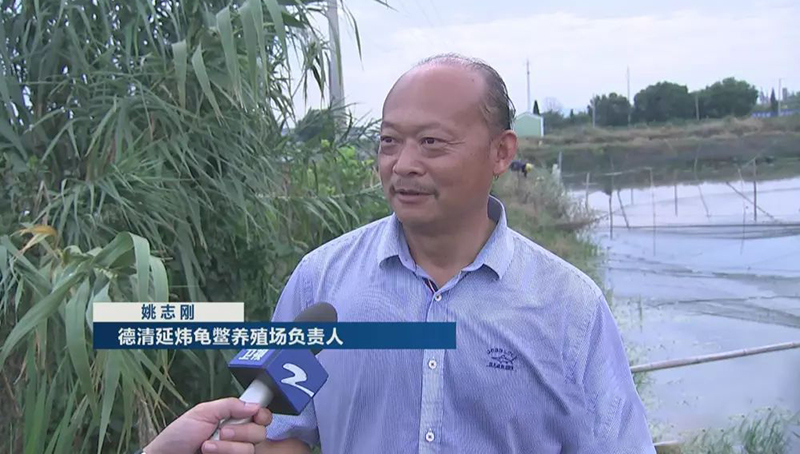 养甲鱼姚志刚,致富经姚志刚甲鱼