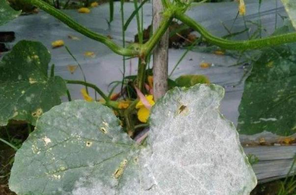 黄瓜病害中主要危害幼瓜的是什么,吡唑醚菌酯能提前预防黄瓜病害么