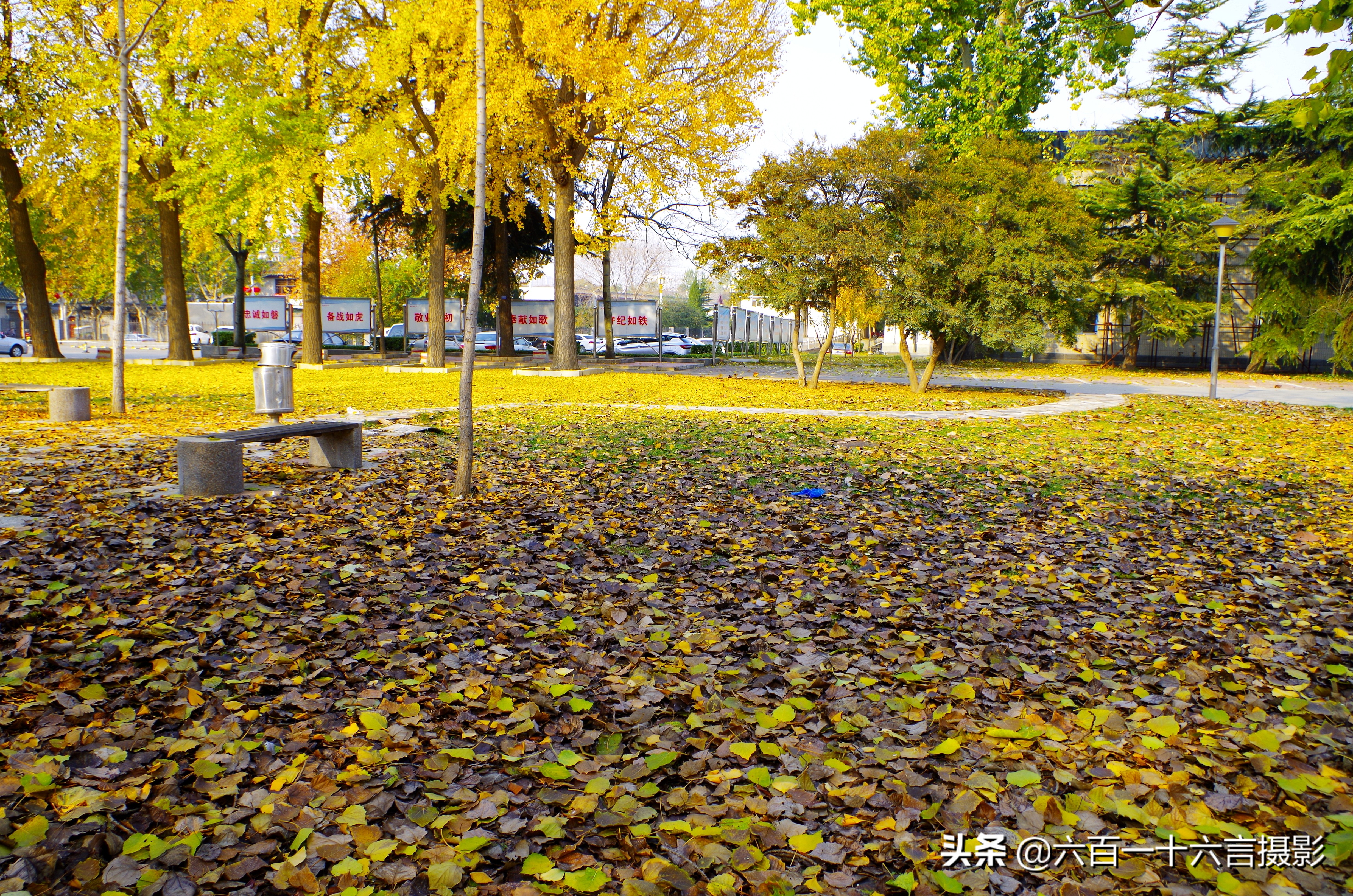 银杏哪里看最美附近,今年最后的银杏树