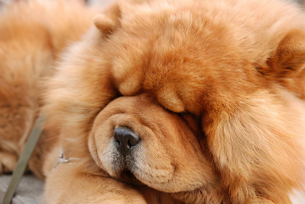 松狮跟藏獒有什么区别,松狮和藏獒像不像