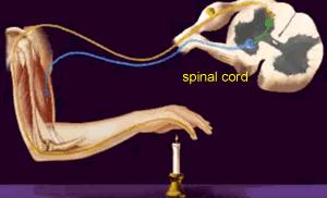 咬舌真能自尽吗动画,咬舌真的会自尽吗