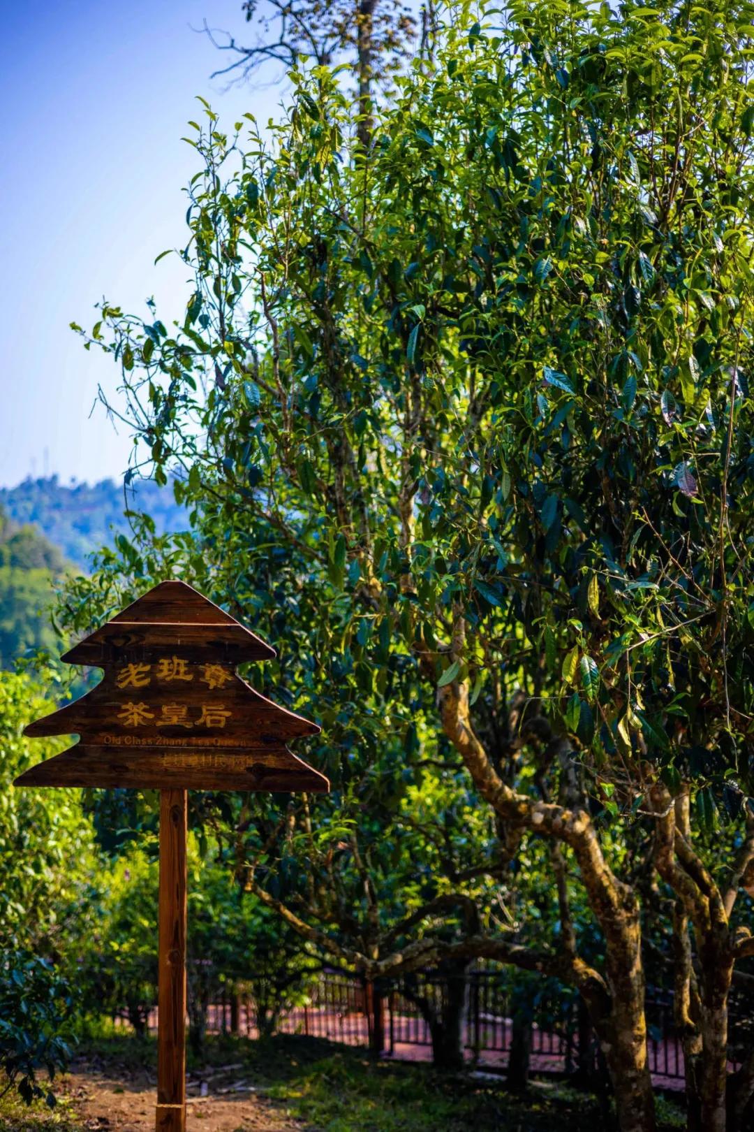 「茗边聚焦七彩云南·庆沣祥系列报道之③」浅谈百山百味