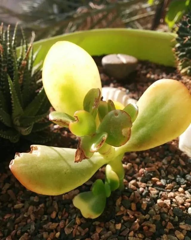 玉树怕晒,玉树怕冷怎么办