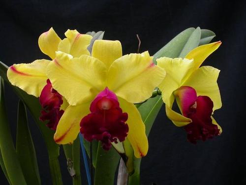 盘点世界各国国花你最喜欢哪种,盘点各国国花