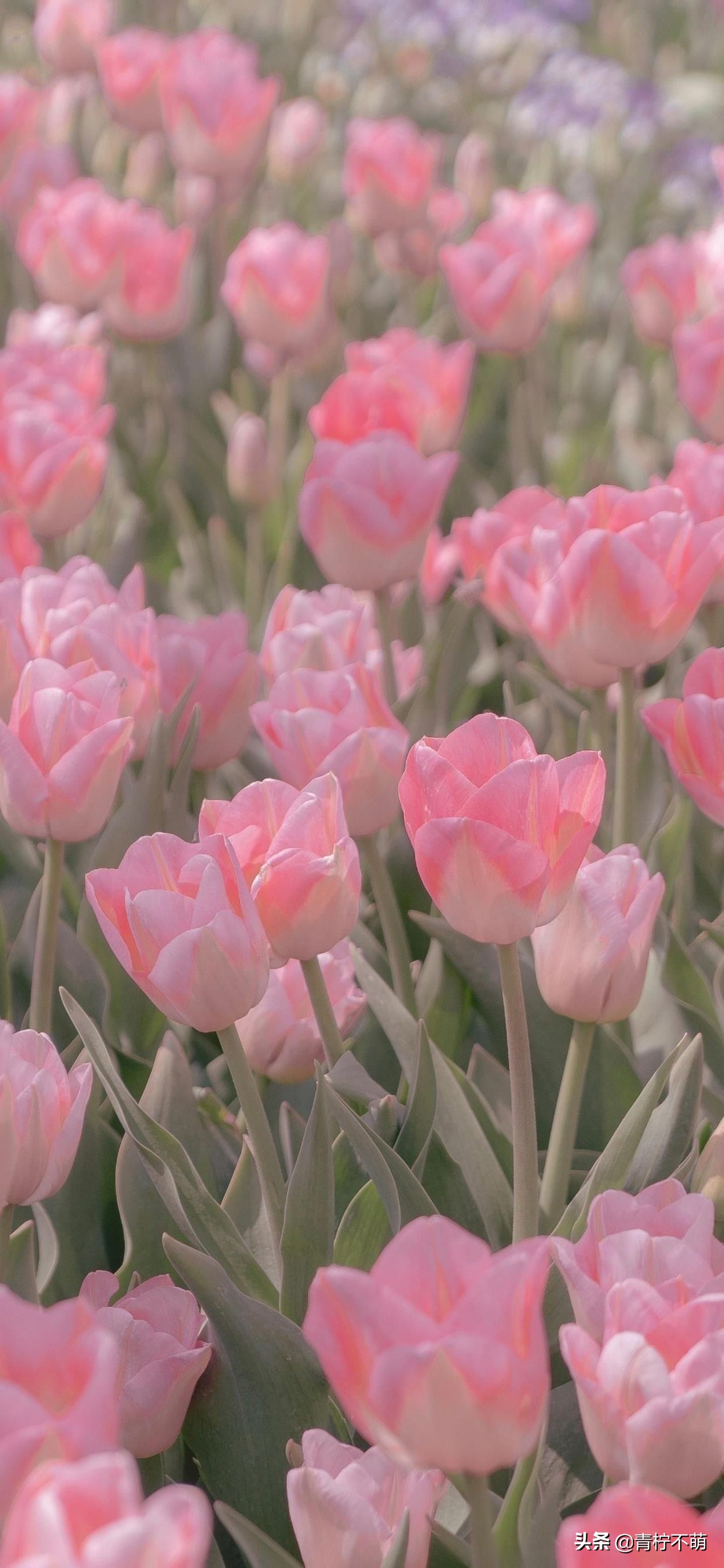 苹果13原装高清壁纸4k全屏无水印,4k超清壁纸1080p无水印全屏苹果