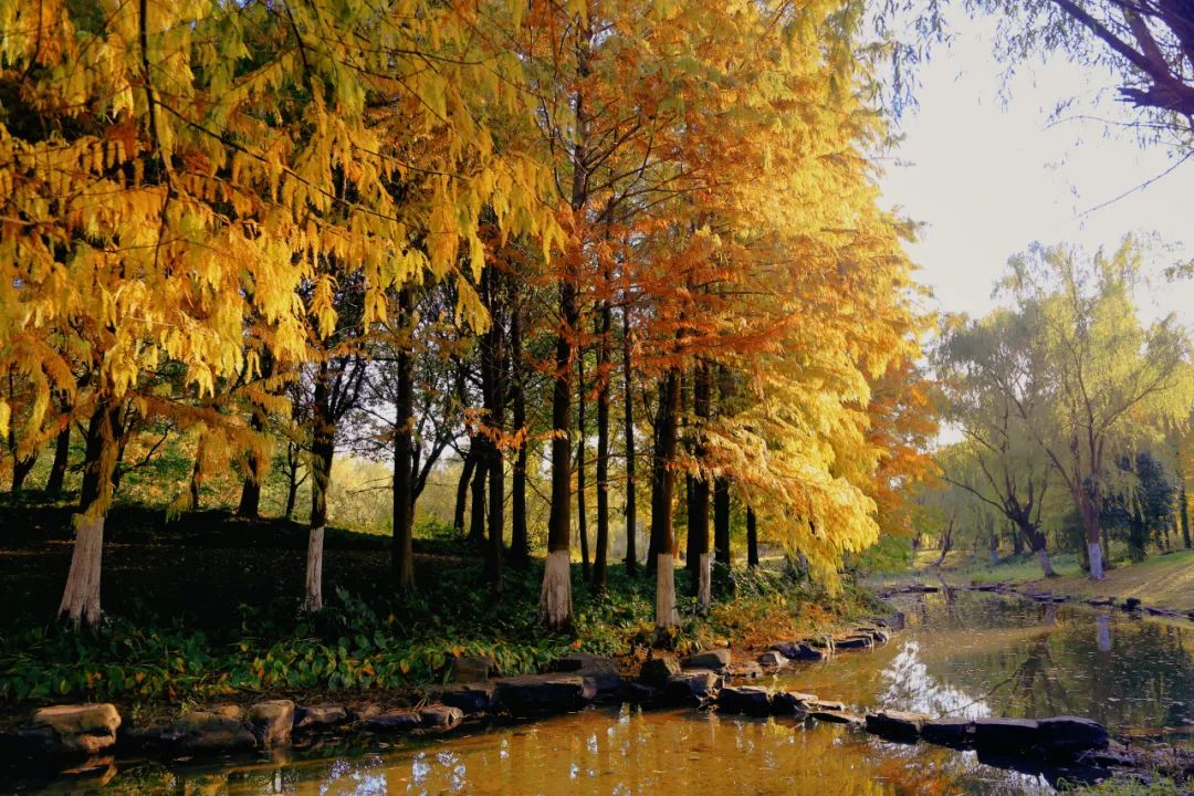 深秋回暖，安排！沪上各区的深秋美景，你准备好打卡了吗？