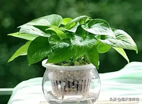 水培绿萝黄叶怎么治疗让它变绿,水培绿萝不长还黄叶什么原因