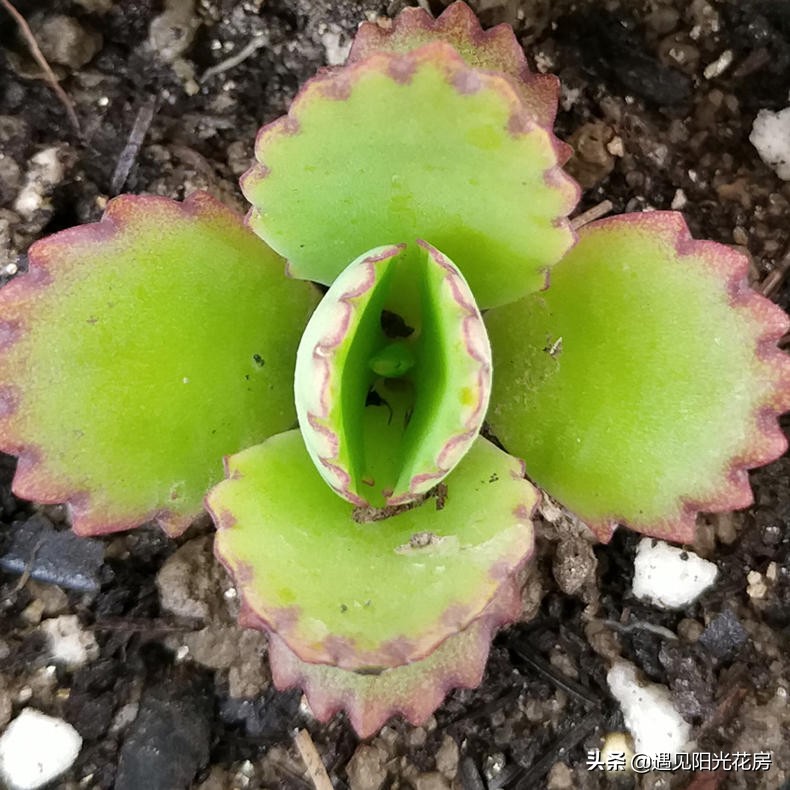 落地生根养粗,落地生根养护方法